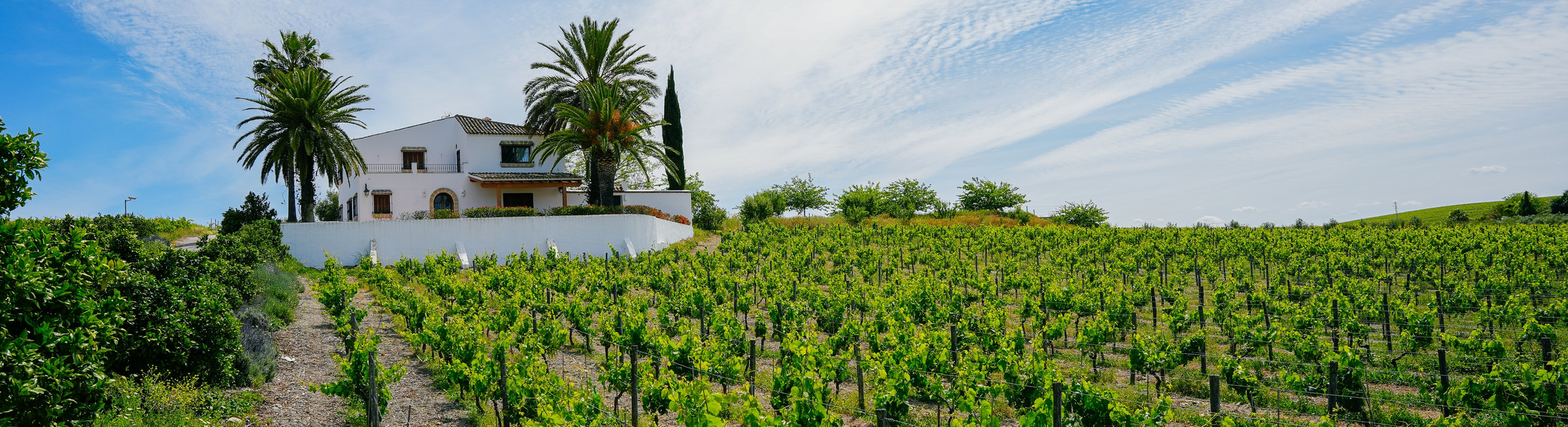 Vineyard and white farmhouse among palm trees