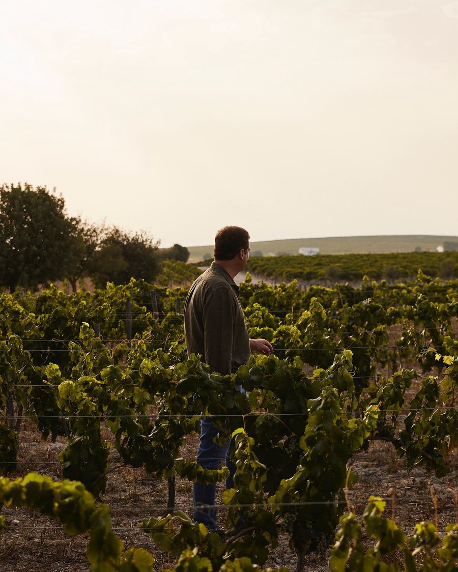 A grower walking through a vineyard at sunset